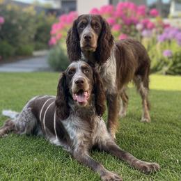 English Springer Spaniels from Goldridge Springers