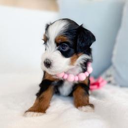 Kida-pink - Tri-color female Bernedoodle puppy in Ontario, California from Teddy Doodles & Standard Poodles
