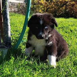 Australian Shepherd Puppies from Dellaganna Ranch