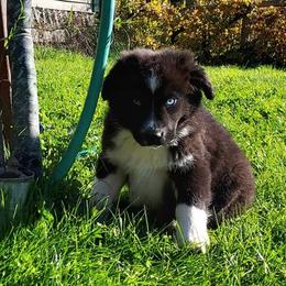 Australian Shepherd Puppies from Dellaganna Ranch