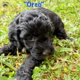 Oreo - Black male Goldendoodle puppy in Captain Cook, Hawaii from Big Island Goldendoodles