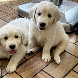 Golden Retriever Puppies from Avalon English Retrievers