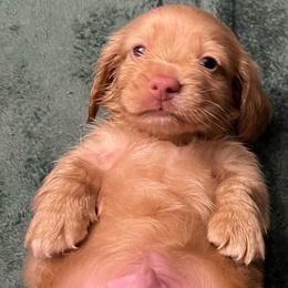 Casper - Cream male Dachshund puppy in Arp, Texas from Barksalot Dachshunds