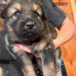 Girl 5 - female German Shepherd puppy in Laurens, New York from Vom Chivalry Haus German Shepherds