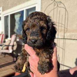 Bear - shaded sable male - Sable male Poodle puppy in Peyton, Colorado from Fuzzybottoms Ranch LLC
