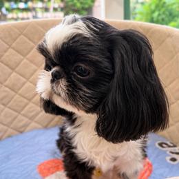 Kyoto - Black and tan male Shih Tzu puppy in Orange, California from Shih Tzu Hauz