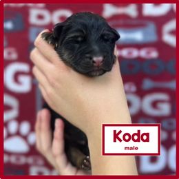 German Shepherd Puppies from Timpanogos Shepherds