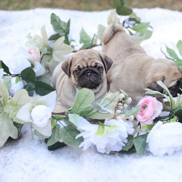 Pug Puppies from Malta Pugs