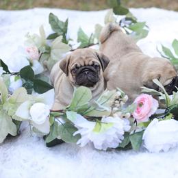 Pug Puppies from Malta Pugs