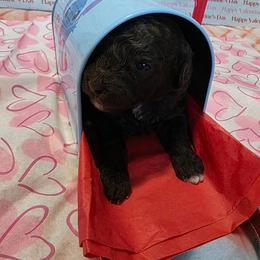 Carbon - Brown and white female Aussiedoodle puppy in Loveland, Colorado from A&L Ranch Aussiedoodles