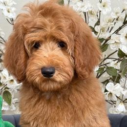 Vinny - Red  male Goldendoodle puppy in Yuciapa, California from AlltheDoodlez_