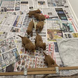 Vizsla Puppies from Foxfire Vizslas