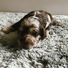 Cockapoo Puppies from Oodles of Doodles and Love
