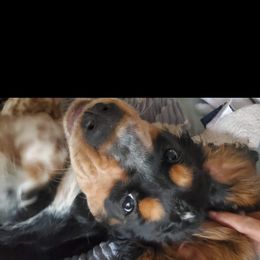 English Springer Spaniel Puppies from Sterling's springer Haven