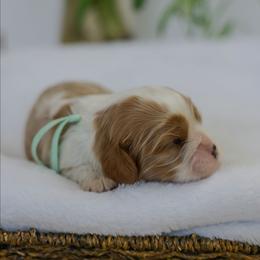 Katie - Blenheim female Cavalier King Charles Spaniel puppy in New Holland, Pennsylvania from Mountain Breeze Puppies