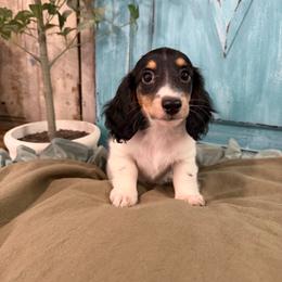 Black and tan piebald - Piebald female Dachshund puppy in Bryan, Ohio from Wysteria Hill Doxies
