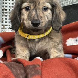 Roman - Brindle male Dachshund puppy in Paw Paw, Michigan from Mulberry Meadow Farms