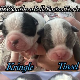 Tinsel - Blue male Boston Terrier puppy in Brazos Point, Texas from TX Southern Belle Bostons