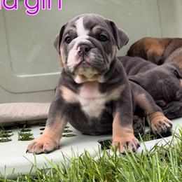 Bulldogs from Laurie Brady