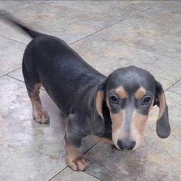 Forest - Blue and cream male Dachshund puppy in Randolph, Texas from Spindle's Little Treasures