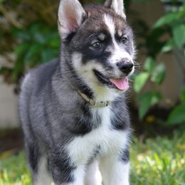 Siberian Husky Puppies from SoFlo Siberians