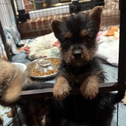 Norwich Terrier Puppies from Parker Place  Puppies (Mini schnauzers and Norwich Terriers)