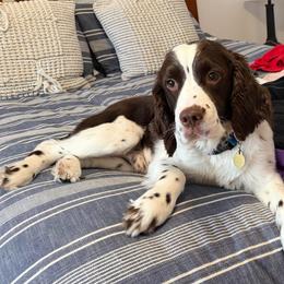 Kobe - English Springer Spaniel