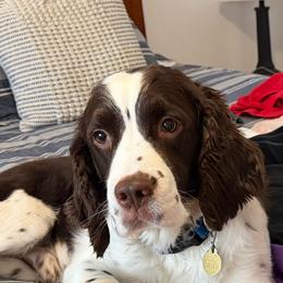 Kobe - English Springer Spaniel