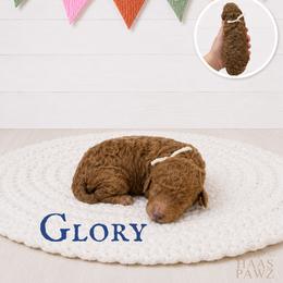Glory - Apricot female Goldendoodle puppy in Jerome, Michigan from Haaspawz