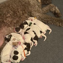 Boy 4 - Parti male Goldendoodle puppy in Newark, Ohio from Valleydayle Doodles and Wheatens