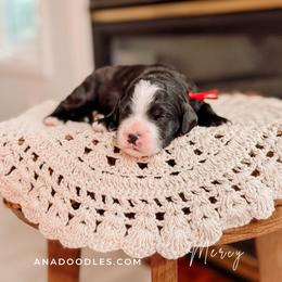 Red - Black and white female Bernedoodle puppy in Cold Spring, Minnesota from A.N.A. Doodles
