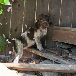 Boy 5 - Brown and gray male Wirehaired Pointing Griffon puppy in Rancho Cordova, California from American River Wirehaired Pointing Griffons