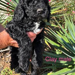 Clay - Black male Poodle puppy in Woodleaf, North Carolina from Circle T Ranch K9s