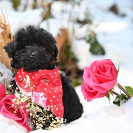 Cavapoo, Cockapoo, and Poodle Puppies from Heavenly Puppies to Love
