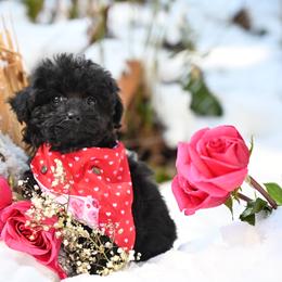 Cavapoo, Cockapoo, and Poodle Puppies from Heavenly Puppies to Love