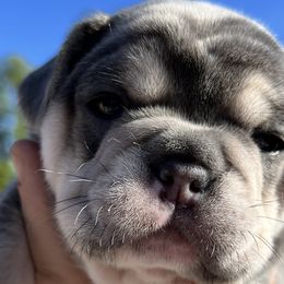 Girl 2 - French Bulldog puppy in Elk Grove, California from Love My Crazy Frenchies