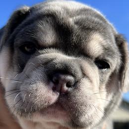 Girl 2 - French Bulldog puppy in Elk Grove, California from Love My Crazy Frenchies