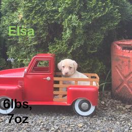 Elsa - Yellow female Labrador Retriever puppy in Tigard, Oregon from Morrison Labrador Retreivers