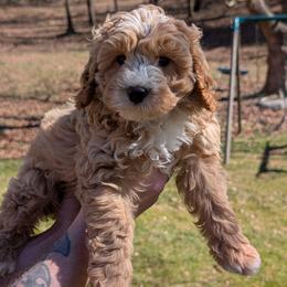 Venus - Apricot female Cavapoo puppy in Coshocton, Ohio from Forever Family Puppies
