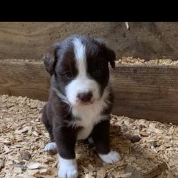 Australian Shepherd Puppies from Double A Aussies