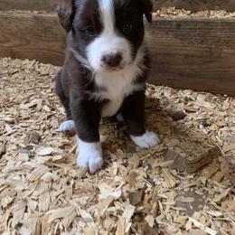 Australian Shepherd Puppies from Double A Aussies
