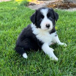 Girl 3 - Black and white female Border Collie puppy in Centerville, Washington from Forthright Farms