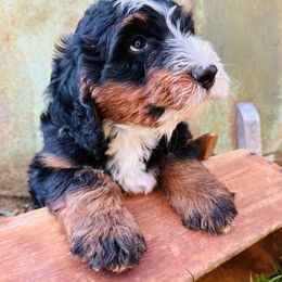 Bernedoodle Puppies from Cathy's Bernedoodles