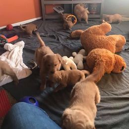 Golden Retriever Puppies from Mueller’s Furry Farm