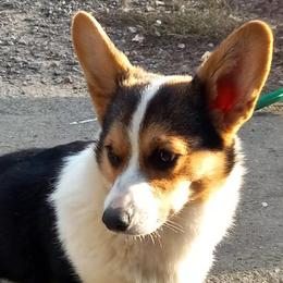 Sonny - Pembroke Welsh Corgi