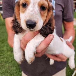 Snoop Dogg - Piebald male Dachshund puppy in Mountain Grove, Missouri from Boot Scootin Pups