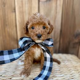 Camellia - Apricot female Poodle puppy in Salem, Oregon from Lavish Poodles