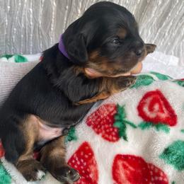 Valentino Boy 5 - Black and tan male Cavalier King Charles Spaniel puppy in Phoenix, Arizona from Larisa's Cavaliers