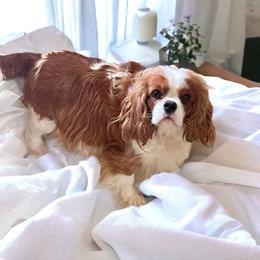 Emmy Lou - Cavalier King Charles Spaniel
