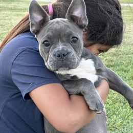 French Bulldog Puppies from French OG Los Ángeles